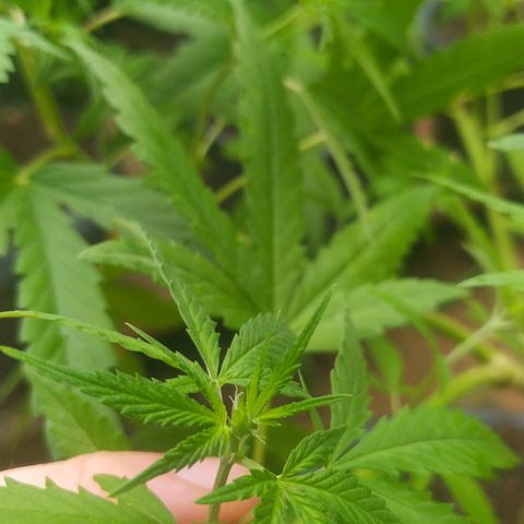 Blueberry OG growlog timeline photo