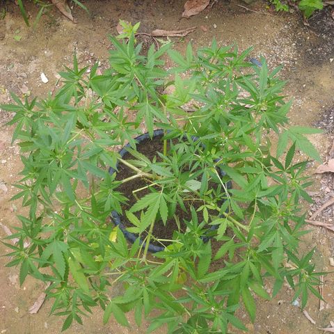 Blueberry OG growlog timeline photo