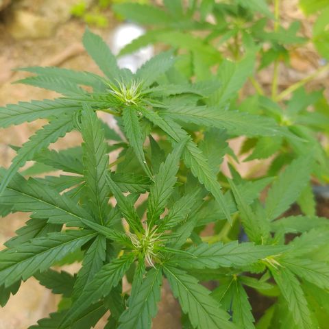 Blueberry OG growlog timeline photo