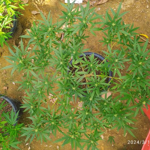 Blueberry OG growlog timeline photo