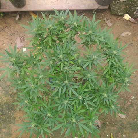 Blueberry OG growlog timeline photo