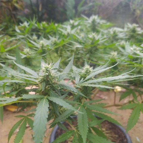 Blueberry OG growlog timeline photo
