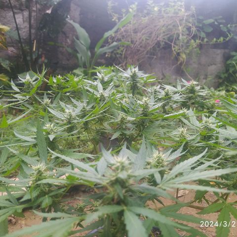 Blueberry OG growlog timeline photo