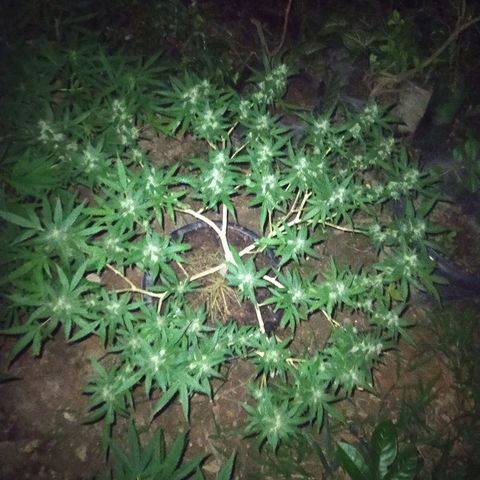 Blueberry OG growlog timeline photo