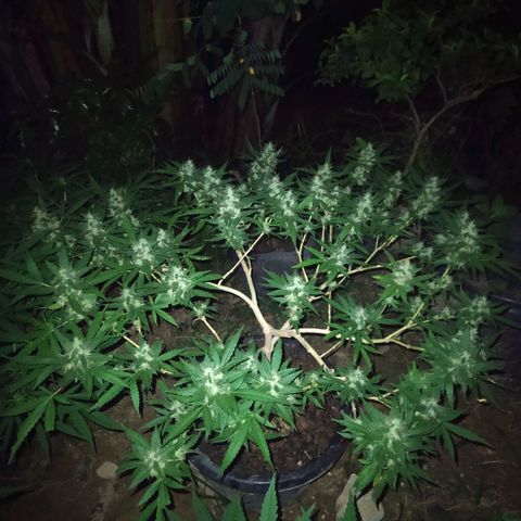 Blueberry OG growlog timeline photo