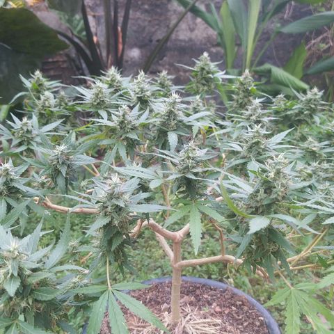 Blueberry OG growlog timeline photo