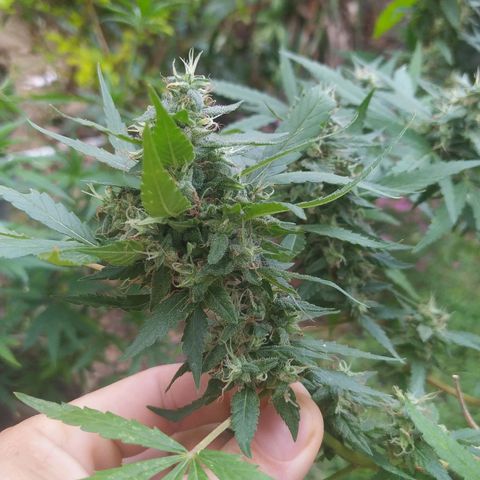 Blueberry OG growlog timeline photo