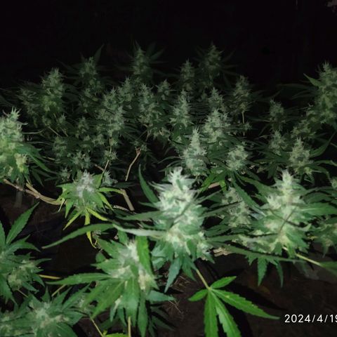 Blueberry OG growlog timeline photo