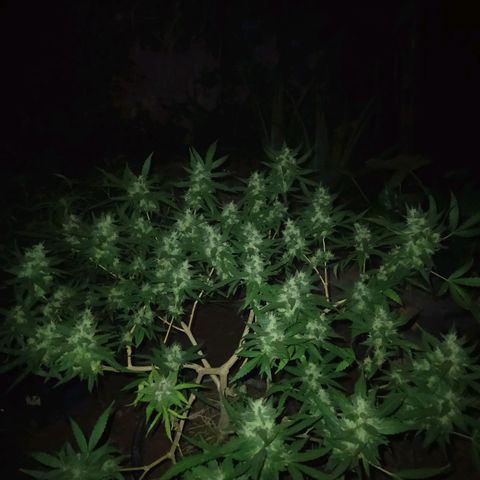 Blueberry OG growlog timeline photo