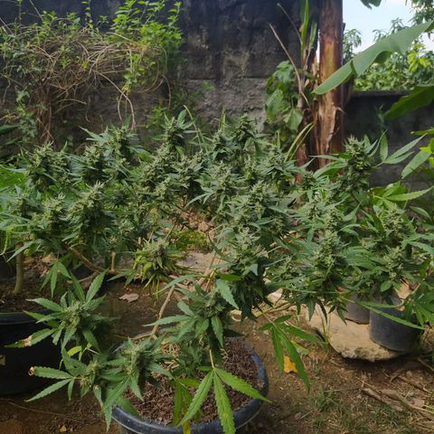 Blueberry OG growlog timeline photo