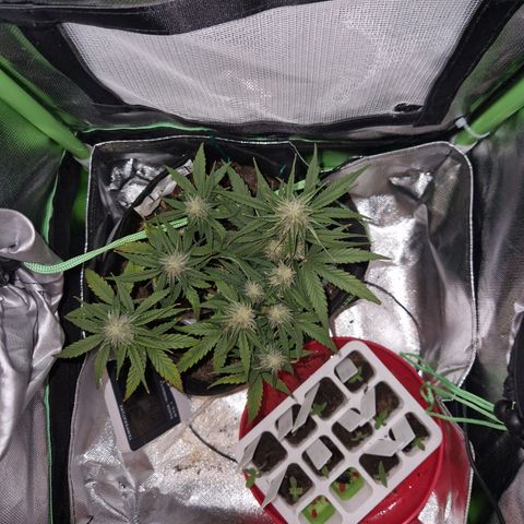 Watermelon growlog timeline photo