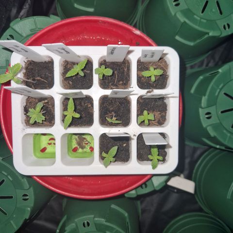 Watermelon growlog timeline photo