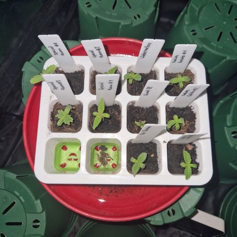 Watermelon growlog timeline photo