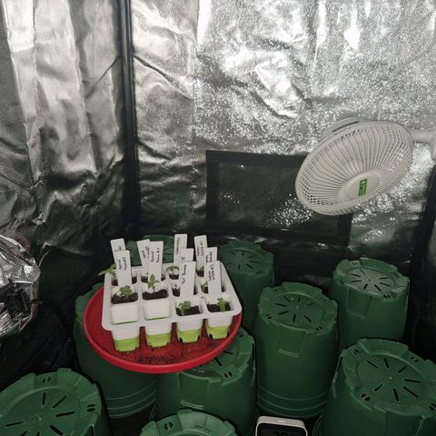 Watermelon growlog timeline photo