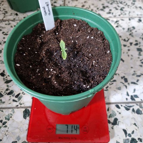 Special Queen #1 growlog timeline photo