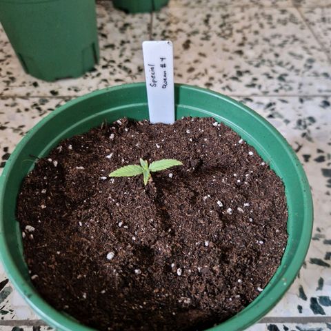 Special Queen #1 growlog timeline photo