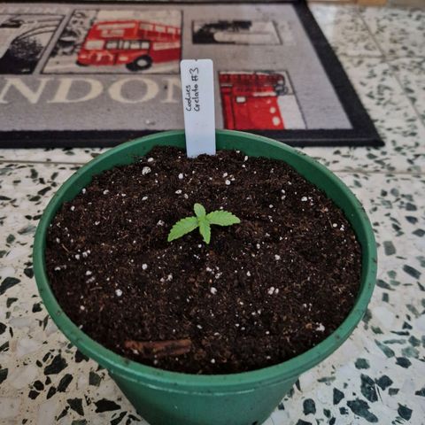 Cookies Gelato growlog timeline photo