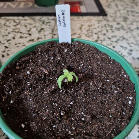Cookies Gelato growlog timeline photo