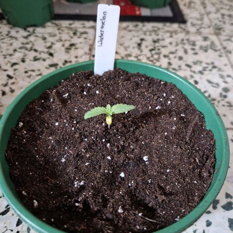 Watermelon growlog timeline photo