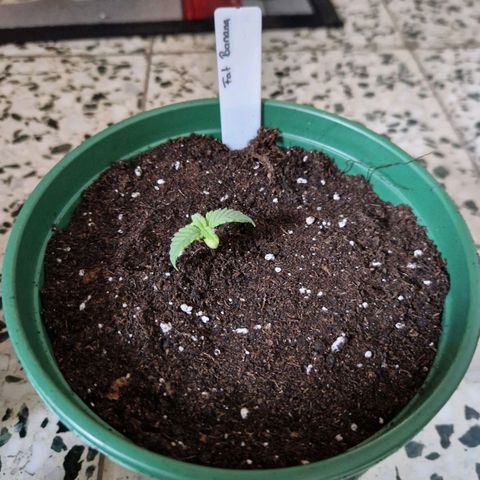 Fat Banana growlog timeline photo