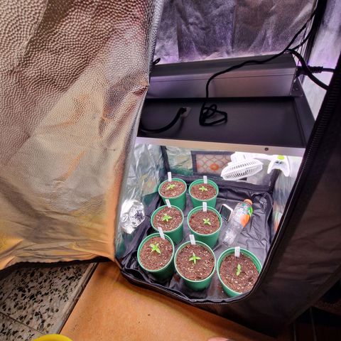 Watermelon growlog timeline photo