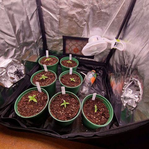 Watermelon growlog timeline photo