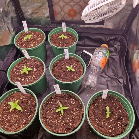 Watermelon growlog timeline photo