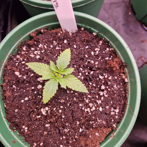 Fat Banana growlog timeline photo
