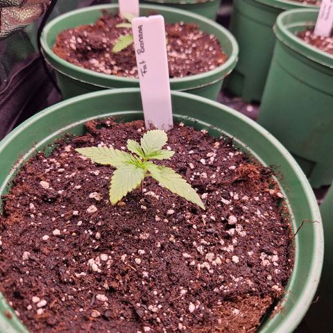 Fat Banana growlog timeline photo