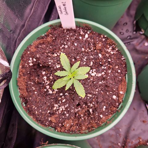 Cookies Gelato growlog timeline photo
