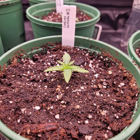 Cookies Gelato growlog timeline photo