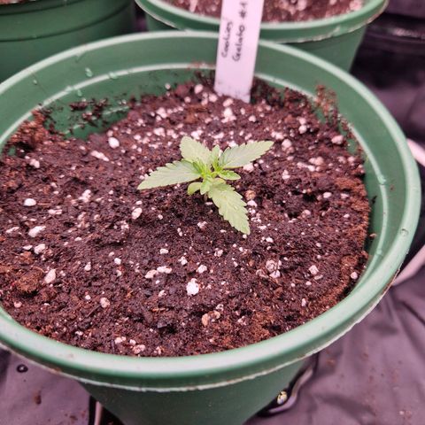 Cookies Gelato growlog timeline photo