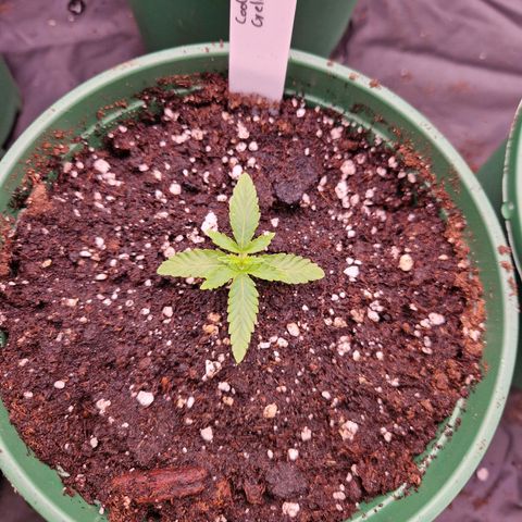 Cookies Gelato growlog timeline photo