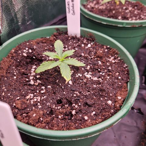 Cookies Gelato growlog timeline photo