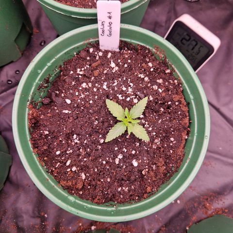 Cookies Gelato growlog timeline photo