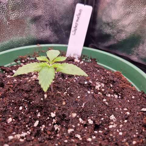 Watermelon growlog timeline photo