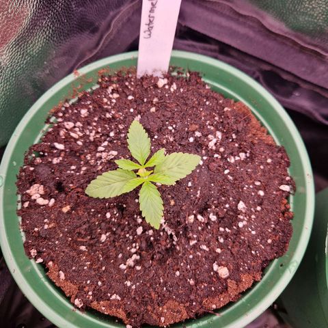 Watermelon growlog timeline photo