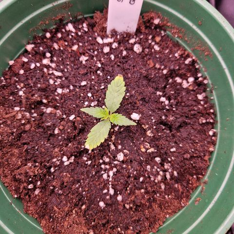 Special Queen #1 growlog timeline photo