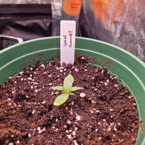 Special Queen #1 growlog timeline photo