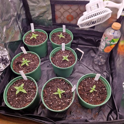Watermelon growlog timeline photo