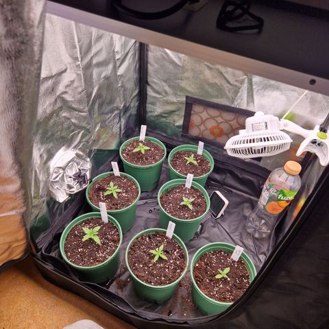 Watermelon growlog timeline photo