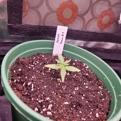 Special Queen #1 growlog timeline photo