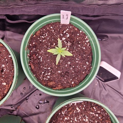 Special Queen #1 growlog timeline photo