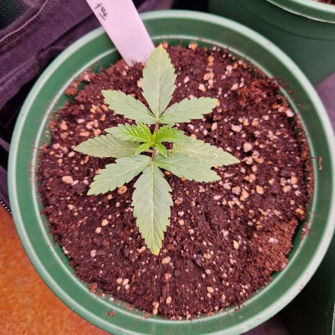 Fat Banana growlog timeline photo