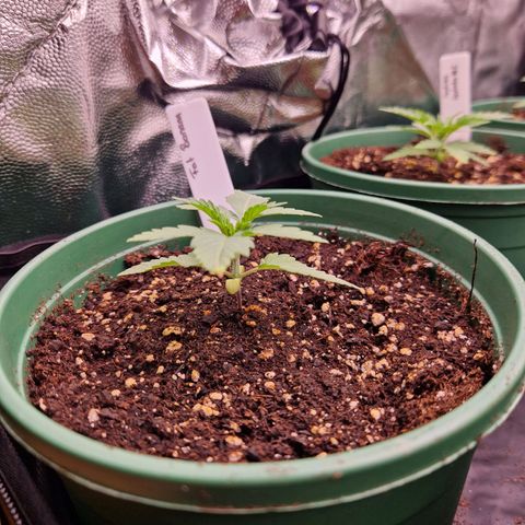Fat Banana growlog timeline photo