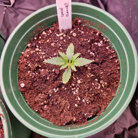 Special Queen #1 growlog timeline photo