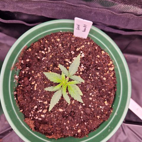 Special Queen #1 growlog timeline photo