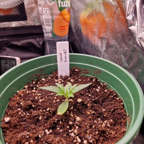 Special Queen #1 growlog timeline photo