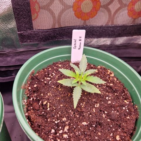 Special Queen #1 growlog timeline photo