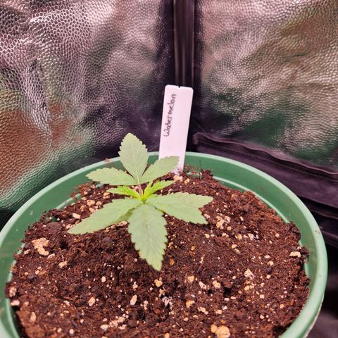 Watermelon growlog timeline photo